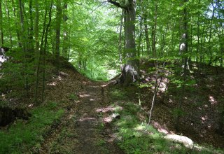 The well recognizable castle rampart was cut here by forestry., © Lutz Werner