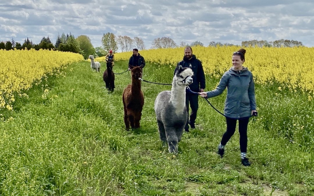 Alpaca walk with rape in bloom, © Alpaka Idylle