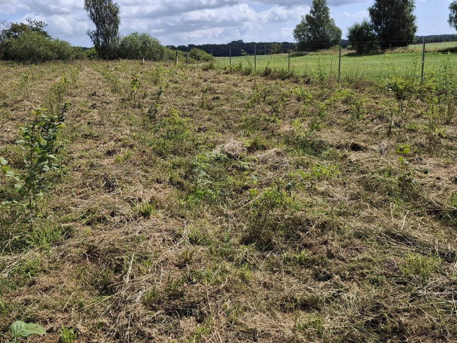 Klimawald Haidhof - Ostatnie zalesienia, © Landesforst MV Klimawald Haidhof - Ostatnie zalesienia, © Landesforst MV