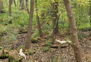 &copy; Dr. Diana Siebert