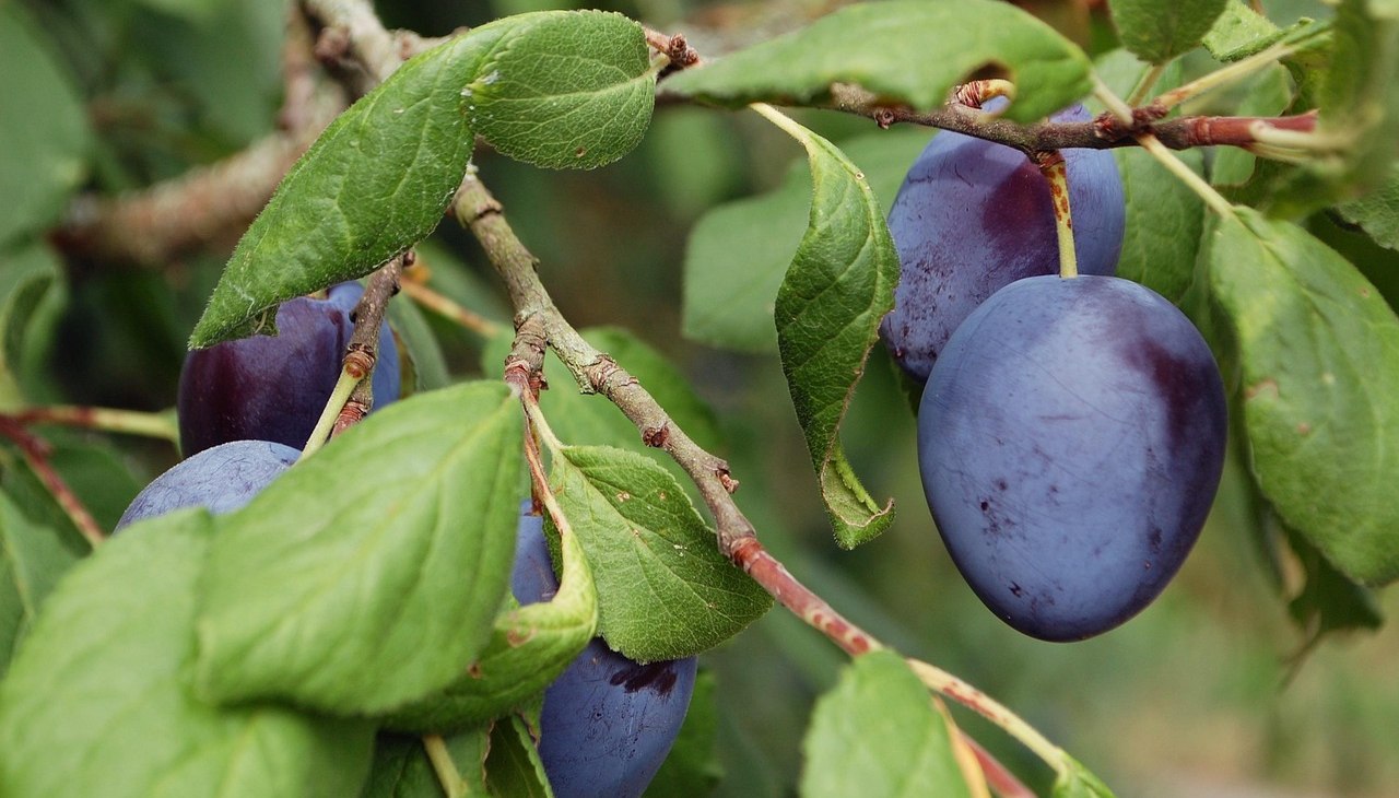 Pruimenboom, &copy; brumarotta