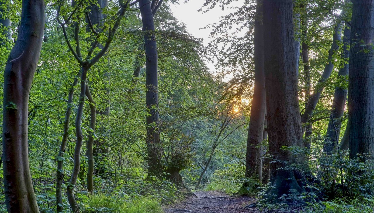 Nordic Walking (c) Kurverwaltung Goehren Martin Stoever_07-2019_P5I1462_61_60_59_58_HDR-projecten-2, © Kurverwaltung Goehren / Martin Stoever Nordic Walking (c) Kurverwaltung Goehren Martin Stoever_07-2019_P5I1462_61_60_59_58_HDR-projecten-2, © Kurverwaltung Goehren / Martin Stoever