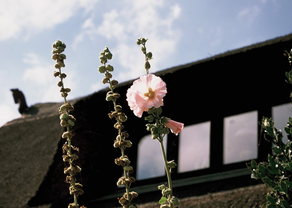 Hollyhocks_Ahoop, &copy; KvS