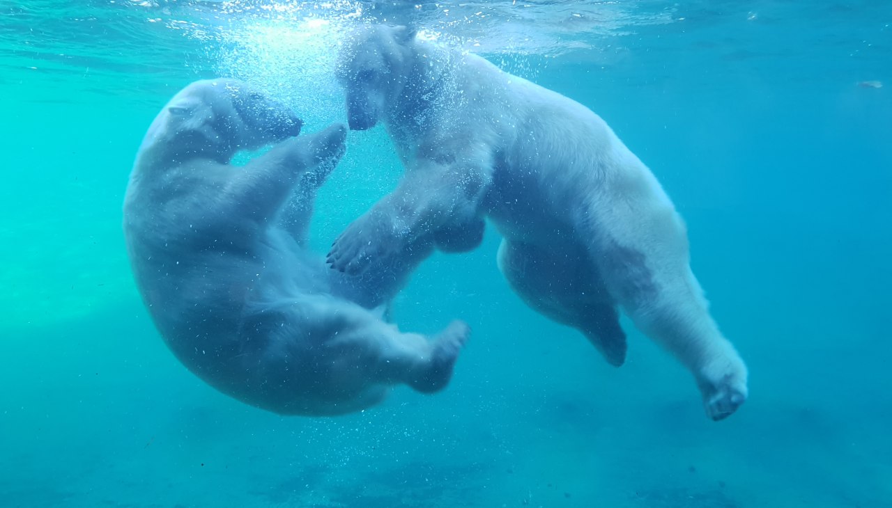 Up close to the polar bears at the Polarium, &copy; Zoo Rostock/Bruhn