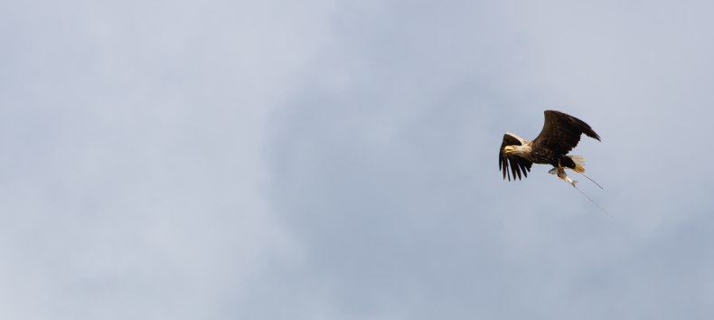 White-tailed eagle with prey, © Vogeltouren MV
