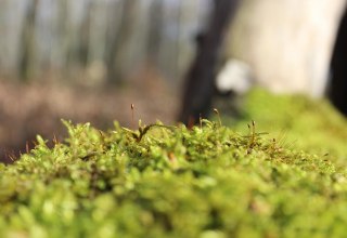 Nature as an impulse for your own writing!, © pixabay Nature as an impulse for your own writing!, © pixabay