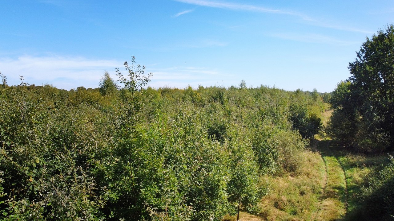 Klimaatbos Biosfeerreservaat Schaalsee // &copy; Landesforst MV