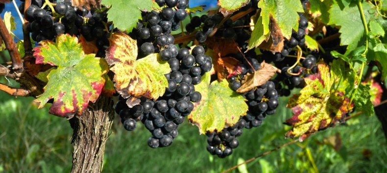 © Weingut Schloss Rattey | Inselmühle Usedom GmbH