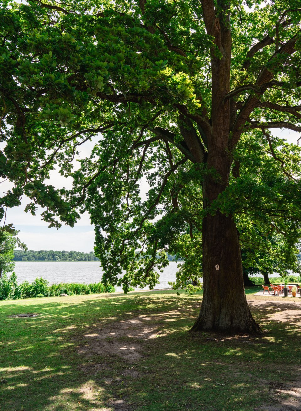A large oak tree stands on the lakeshore; its canopy casts a shadow over the meadow, and behind it lies calm water.