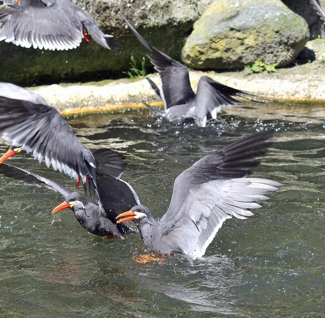 © Zoo Rostock/Kloock