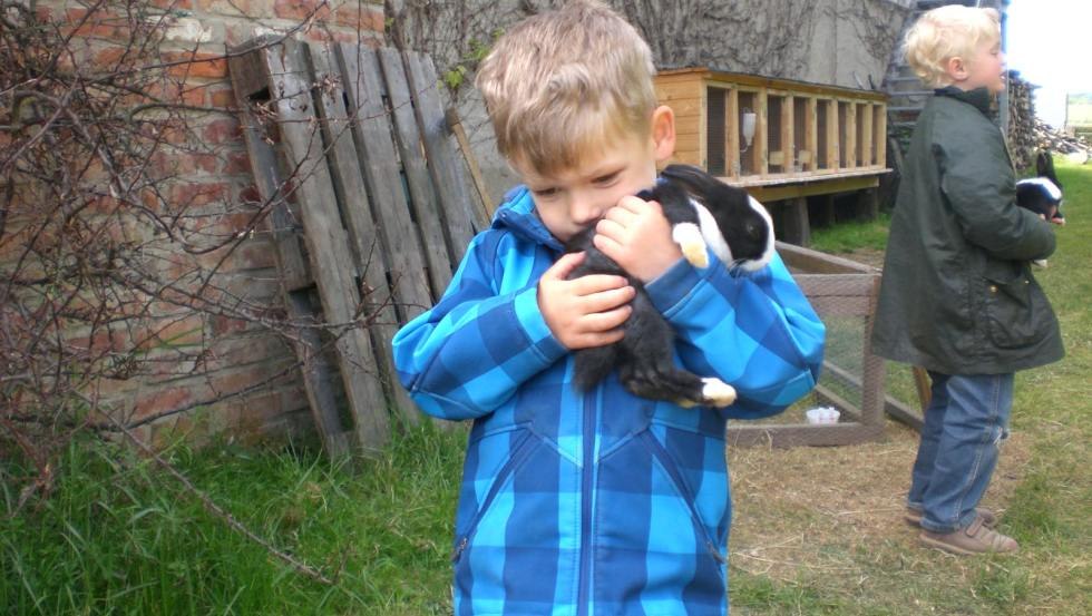 Rabbits to pet // &copy; Ferienhof Poggendiek/Ro&szlig;mann