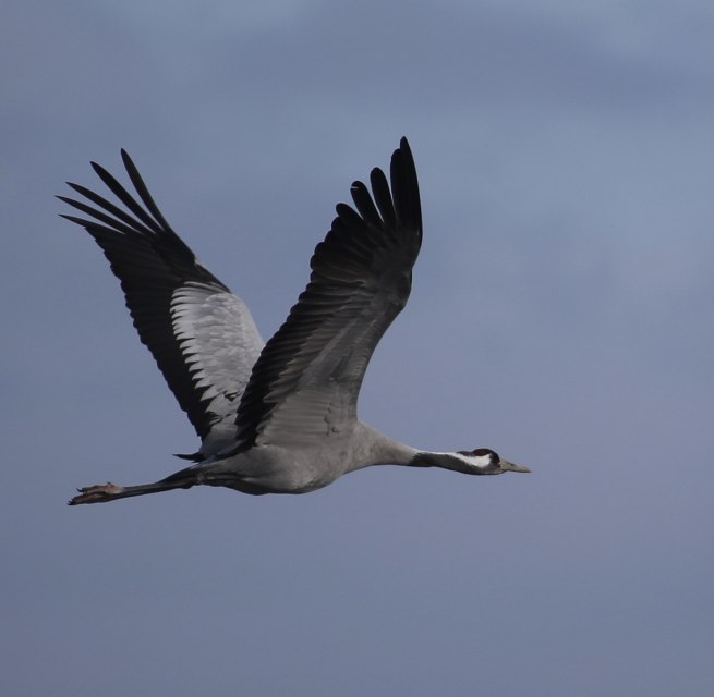 &copy; Nationalparkamt Vorpommern