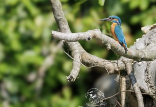 IJsvogel., &copy; Vogeltouren MV/ Kevin Hempel