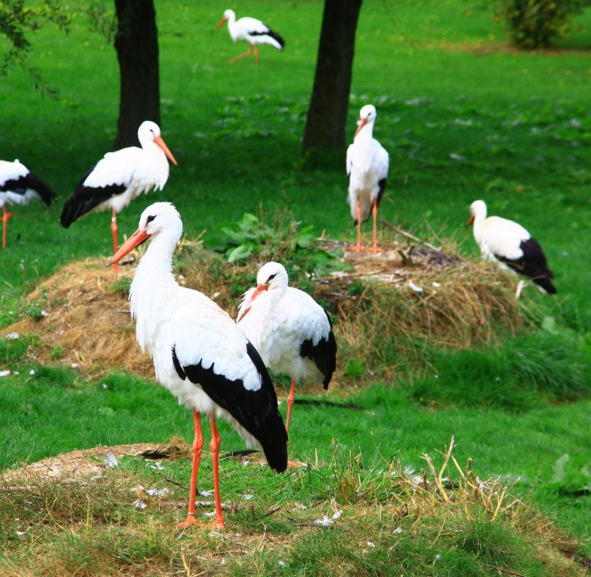 Accessible white stork enclosure in Marlow Bird Park // © Vogelpark Marlow Accessible white stork enclosure in Marlow Bird Park // © Vogelpark Marlow