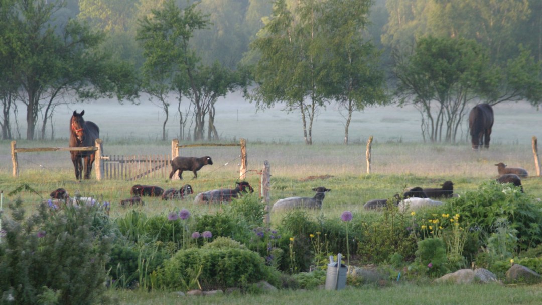 Cattle pasture with sheep and ponies in morning mist, © v. Kessel