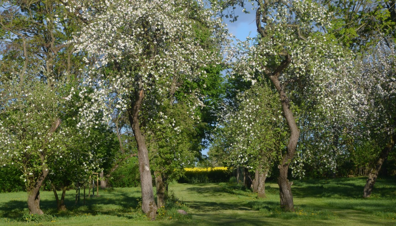 De tuin achter het landhuis, © Annkatrin Rabe