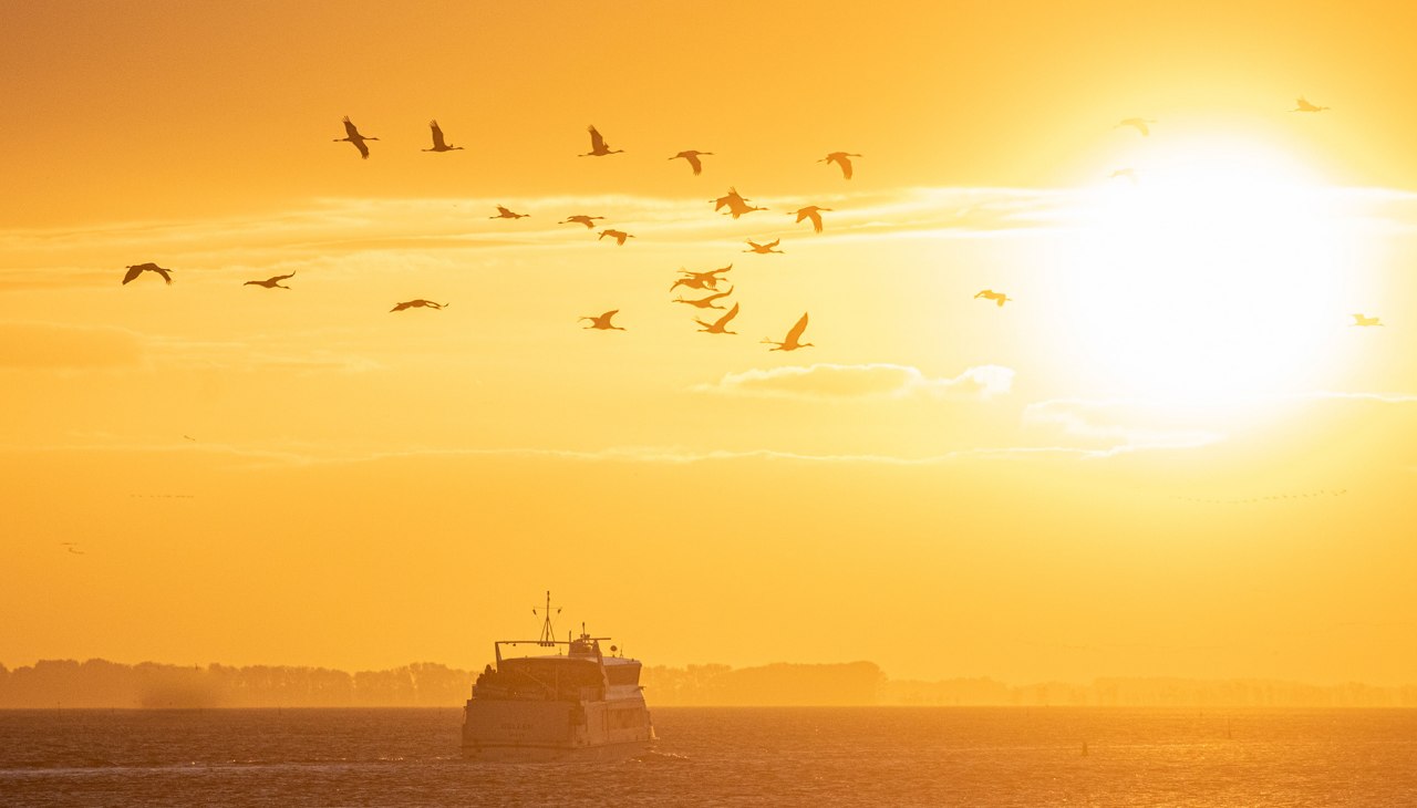Kranich-001, &copy; Wei&szlig;e Flotte GmbH