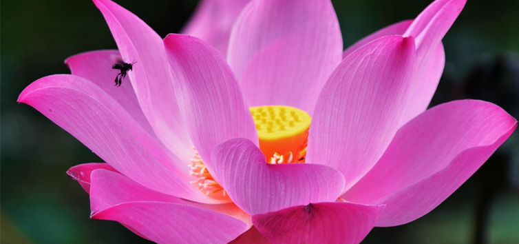 © Bild Lotus Herz_Qigong.png © Bild Lotus Herz_Qigong.png