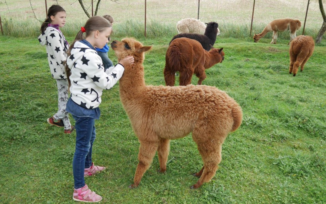 Onze alpaca's brengen rust over uit het stressvolle dagelijkse leven en je raakt weer "geaard"!, © Lena Marie Hahn