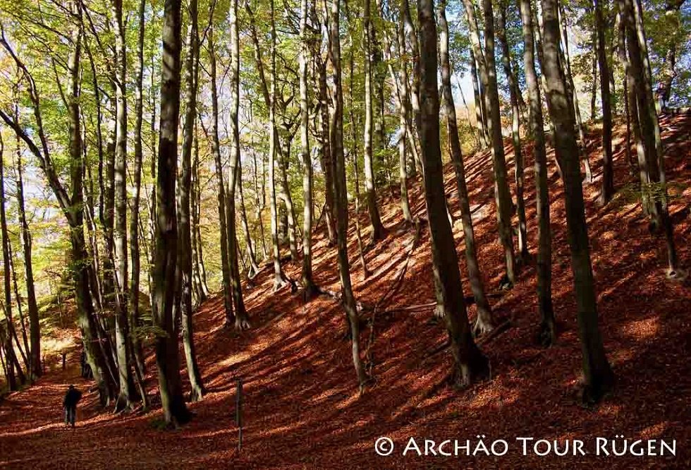 de ca. 9 m hoge wal in het Stubnitz-beukenbos, © Archäo Tour Rügen