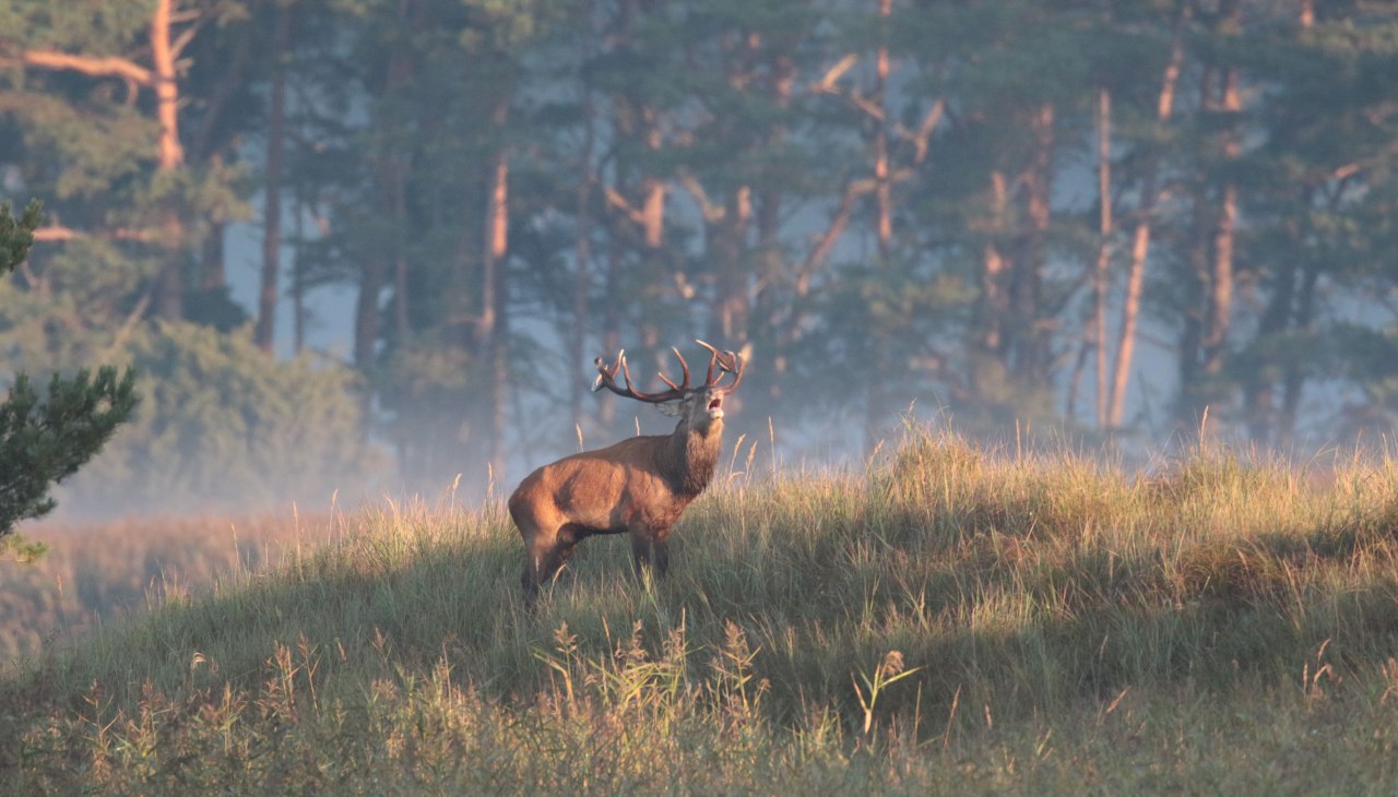 Stag rutting - Friedemann Bartz, © Friedemann Bartz