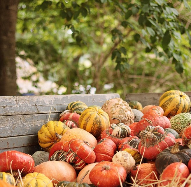 Herbstmarkt // © NoName_13 Herbstmarkt // © NoName_13