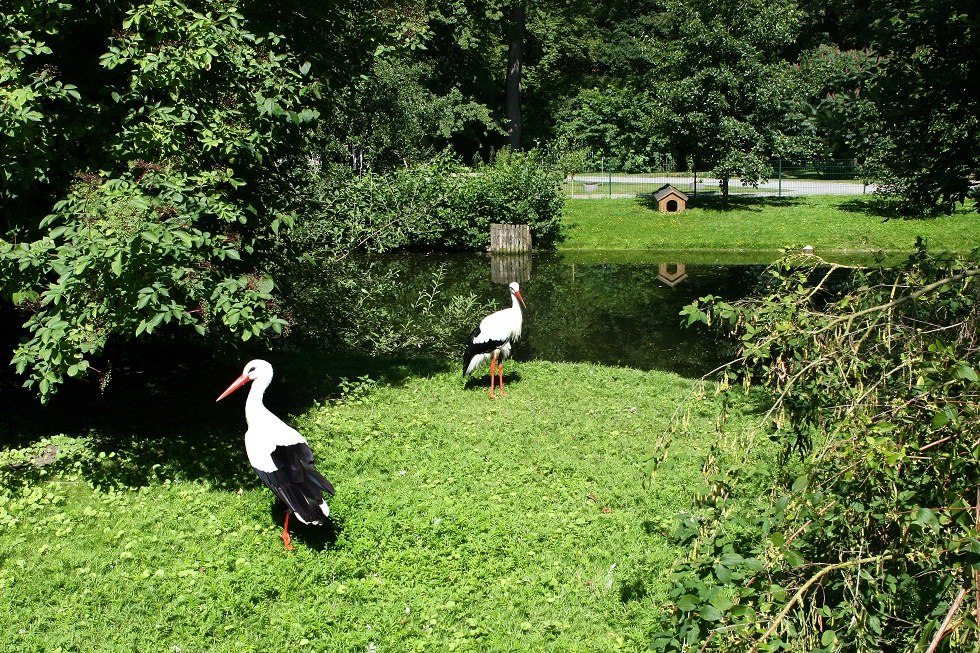 Ooievaars in dierentuin Grimmen, © Sabrina Wittkopf-Schade