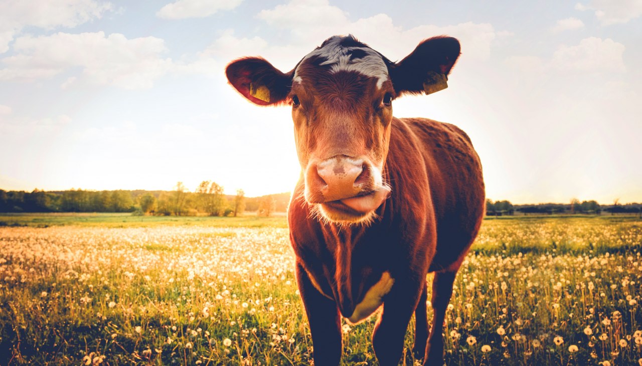 Cow pasture, &copy; Seeweide Naturcamping Penzlin