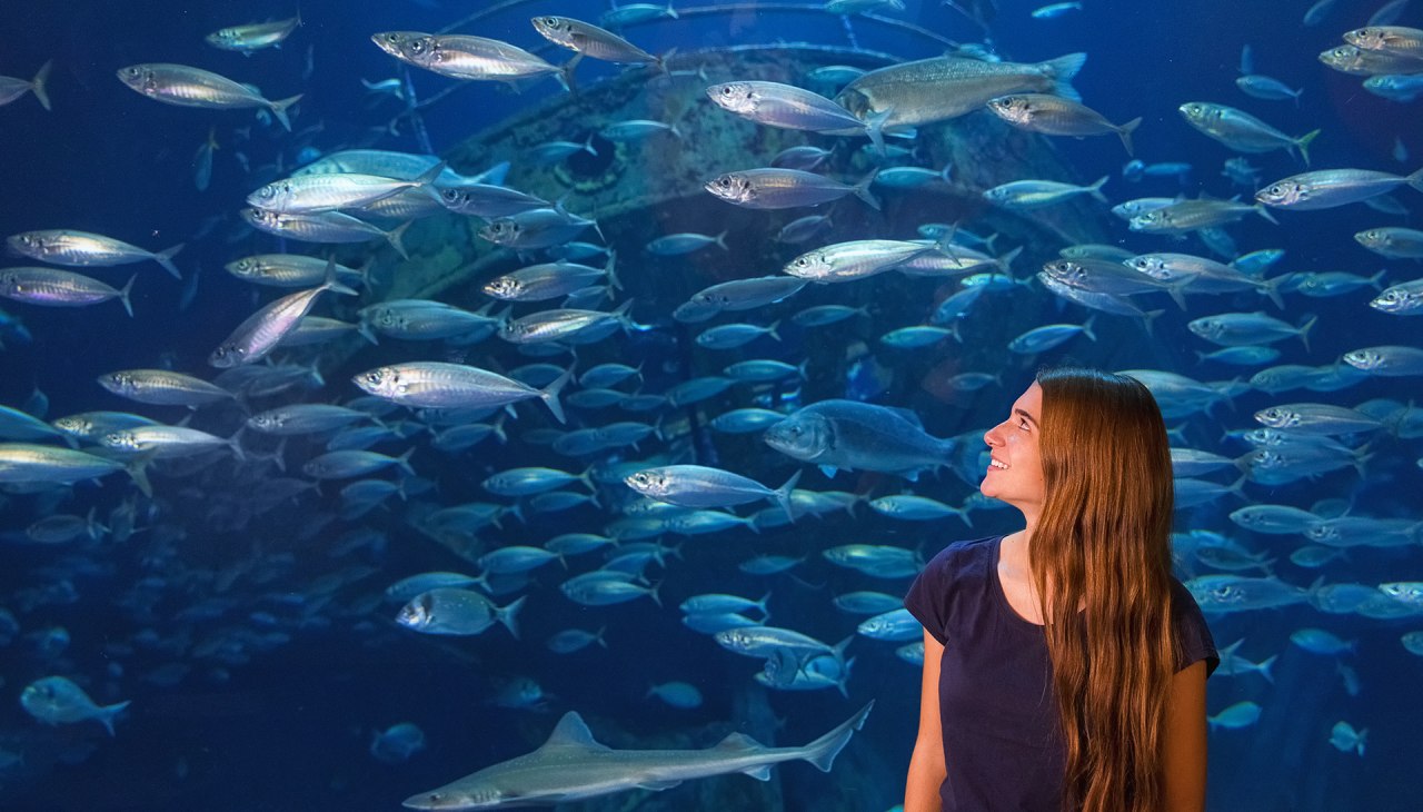 Scholen vissen in de grootste tank, "Open Atlantic", vallen op met hun zilverkleurige, glinsterende schubben., © Anke Neumeister/Deutsches Meeresmuseum