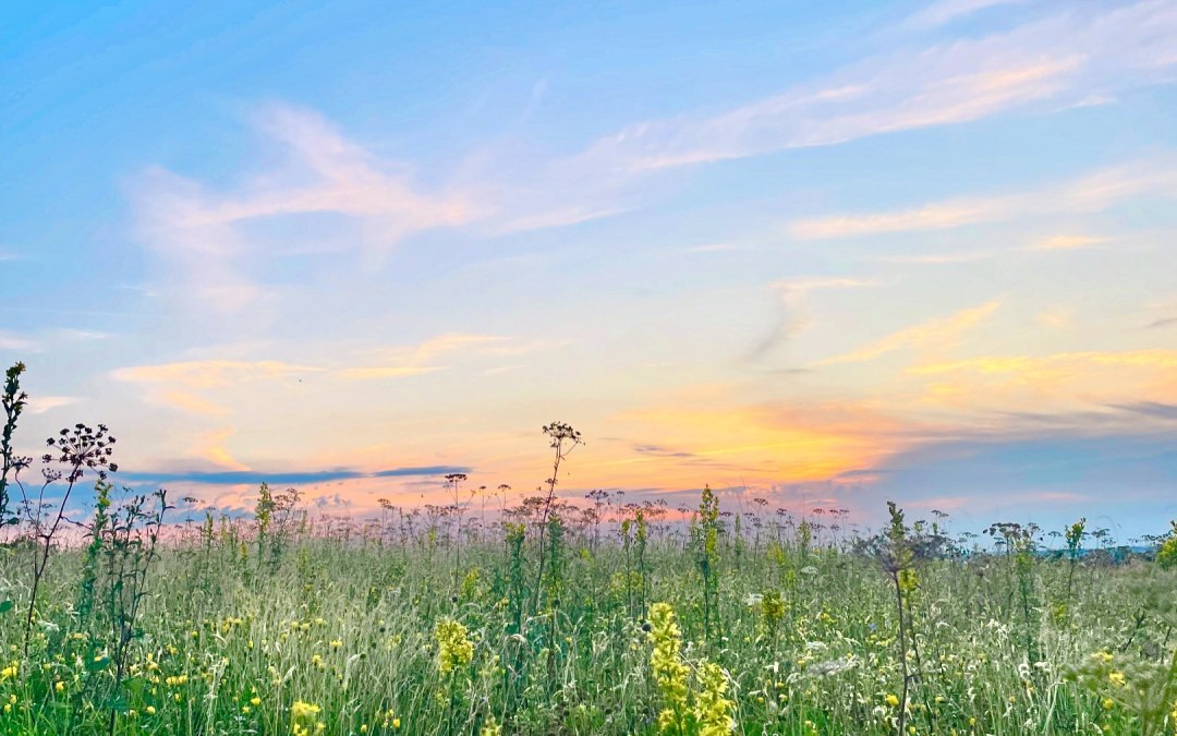 Wiese Blumen 3, © KV Mönchgut