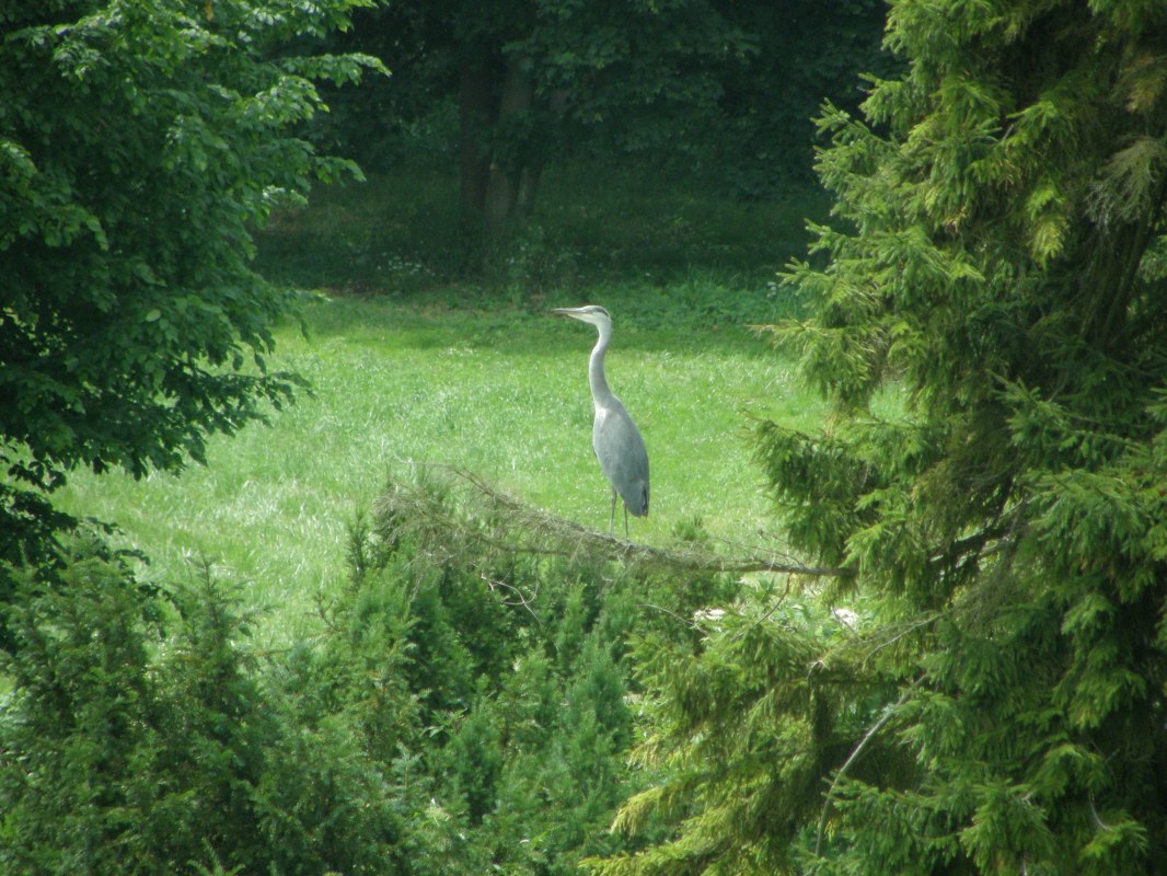 While walking through the 12.5 ha park you can also observe herons // &copy; Kr&ouml;ger