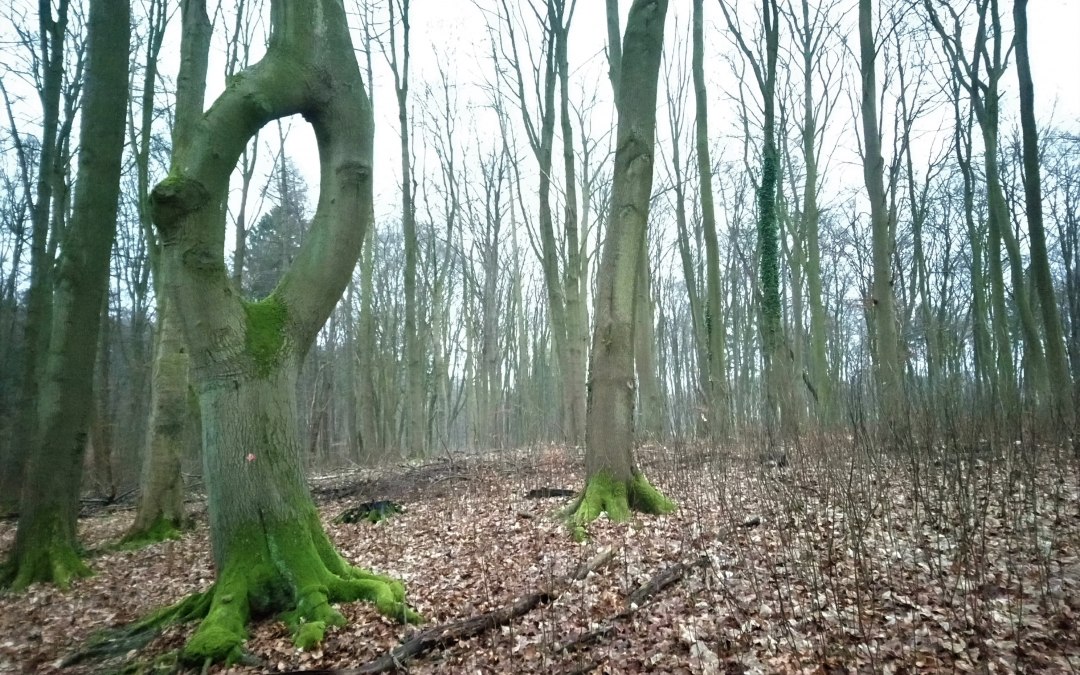 Needle-ear beech, © Jana Koch