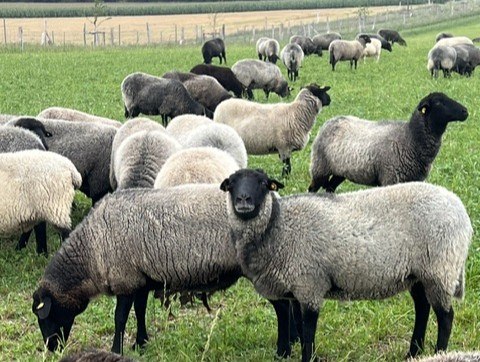 Pommerse landschapen met ruwe vacht // © Elke Jander Pommerse landschapen met ruwe vacht // © Elke Jander