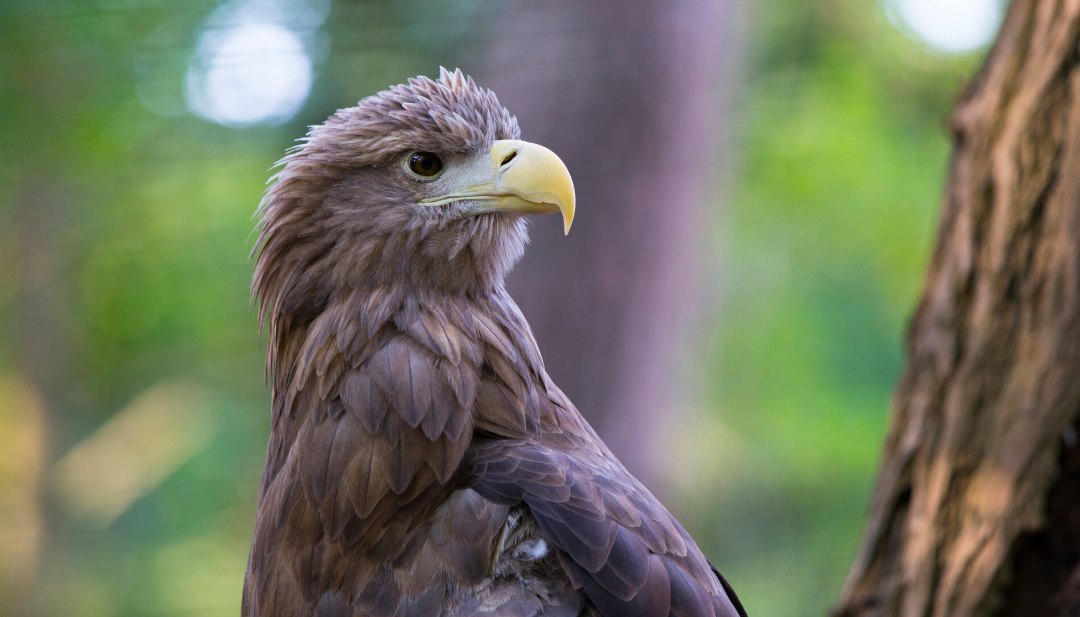 Een portret van de majestueuze zeearend, © TMV/Müller