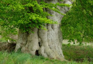 &copy; Evelin Kartheuser