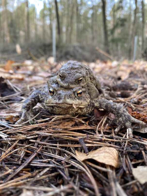 Ropuchy, © Naturpark Feldberger Seenlandschaft M. Buhrtz Ropuchy, © Naturpark Feldberger Seenlandschaft M. Buhrtz