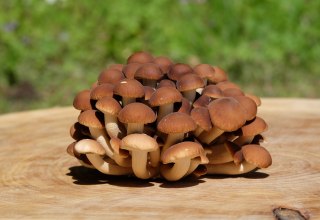 Fluwelen muts, &copy; GGP-Gruppe