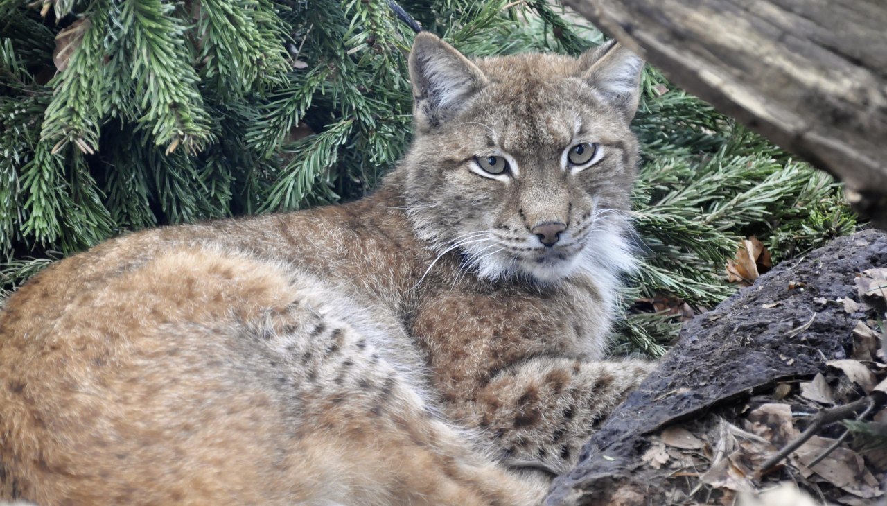 Luchs im Zoo Rostock_Zoo Rostock_Seemann, © Zoo Rostock/Seemann