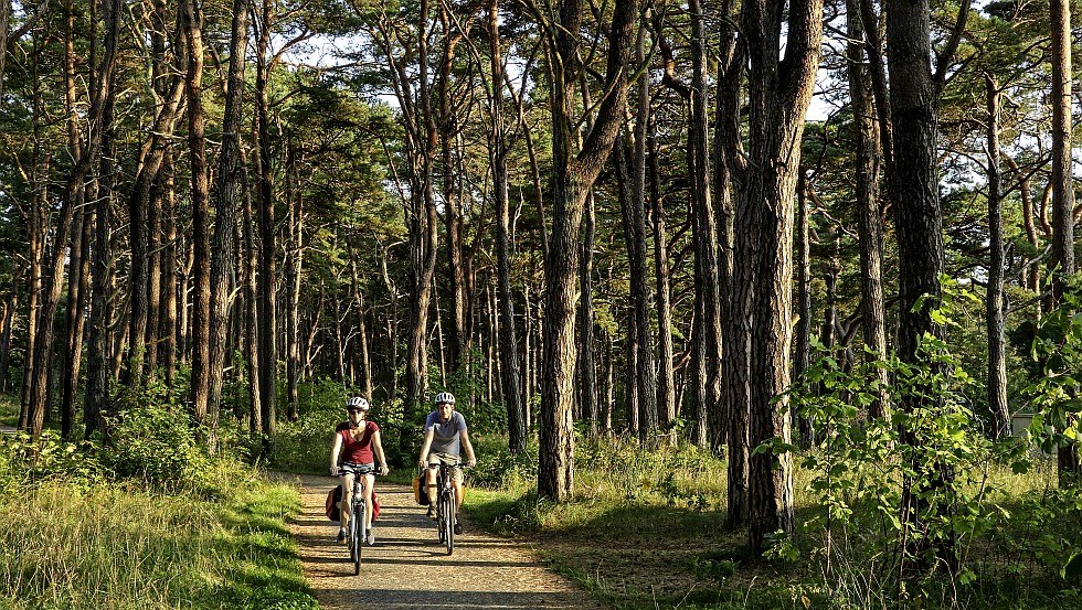 Fietsers op weg door schaduwrijke naaldbossen bij Baabe // &copy; MV-T/W&uuml;rtenberger
