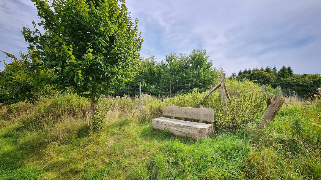 Klimatyczny las Stubnitz, © Landesforst MV Klimatyczny las Stubnitz, © Landesforst MV