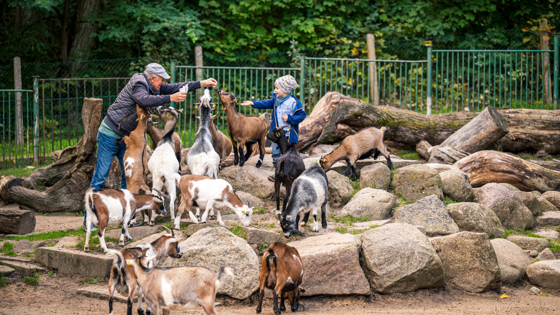 Opa en kleinzoon voeren samen dwerggeiten