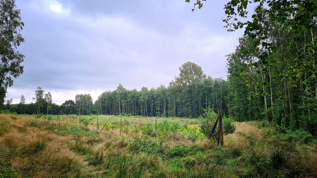 Klimatyczny las Sehlen, © Landesforst MV Klimatyczny las Sehlen, © Landesforst MV