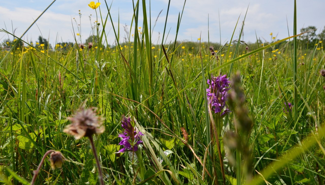 Park jest całkowicie dostępny po kładkach, aby nie niszczyć różnorodności roślin łąkowych, © Kurverwaltung FSL Park jest całkowicie dostępny po kładkach, aby nie niszczyć różnorodności roślin łąkowych, © Kurverwaltung FSL
