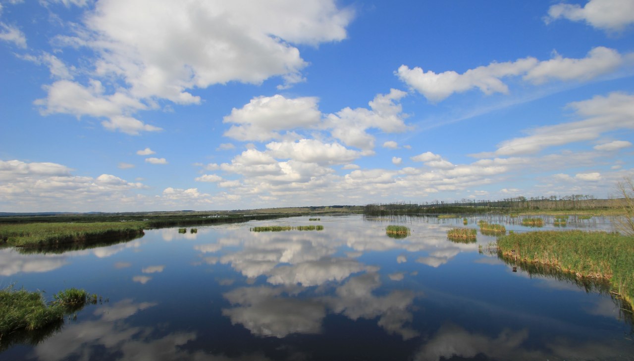 Grote hars, © M. Kiauka