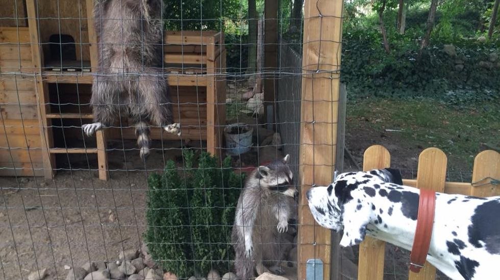 Farm Little Uncle has many animal inhabitants // &copy; Hof Little Uncle/ Angela Finkl-Hartmann