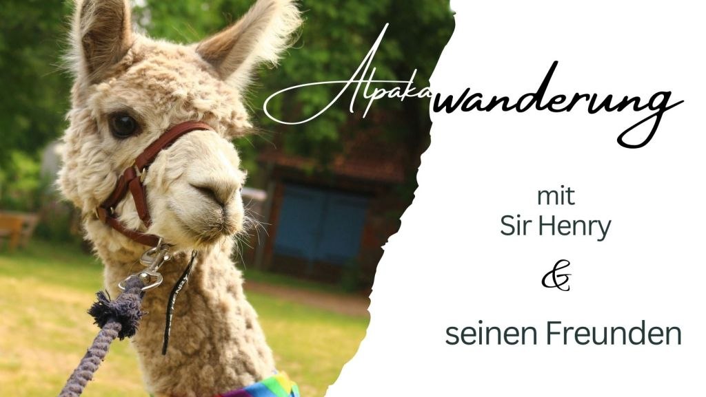 Alpakawanderung1, © Jennifer Dietel