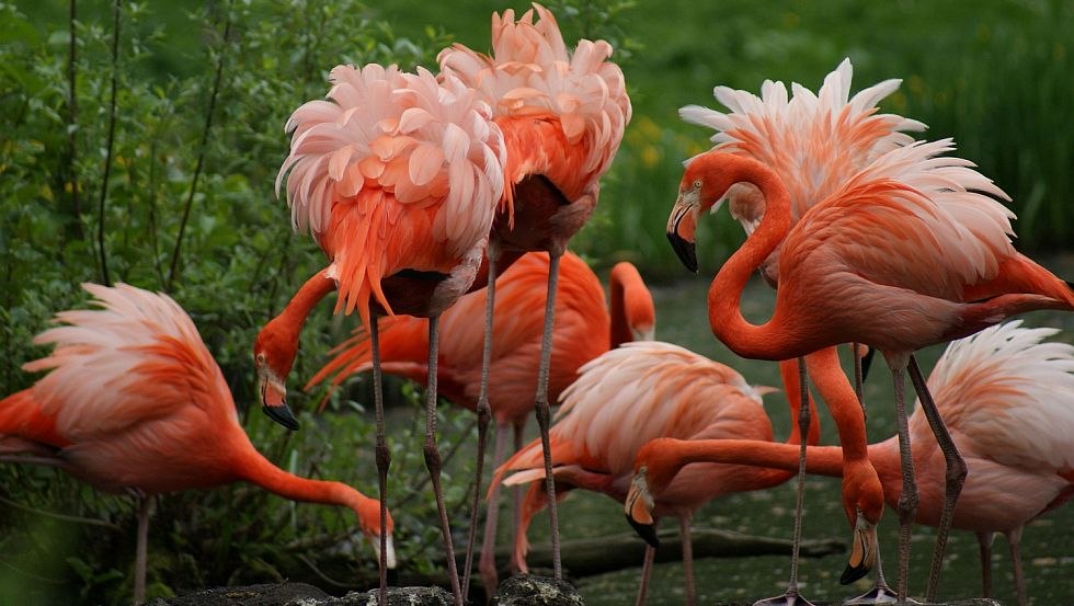 De dieren van dichtbij beleven, © Zoo Schwerin/Erika Hellmich