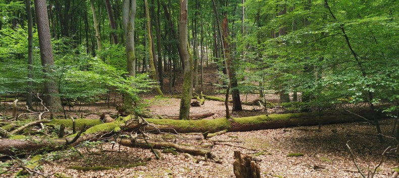 &copy; Wiebke D&ouml;bbert