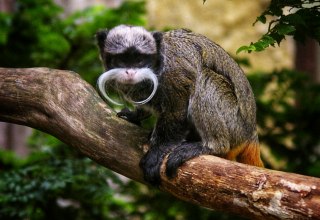 &copy; Zoo Stralsund