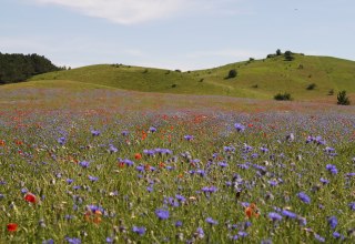 &copy; Nico Offermann